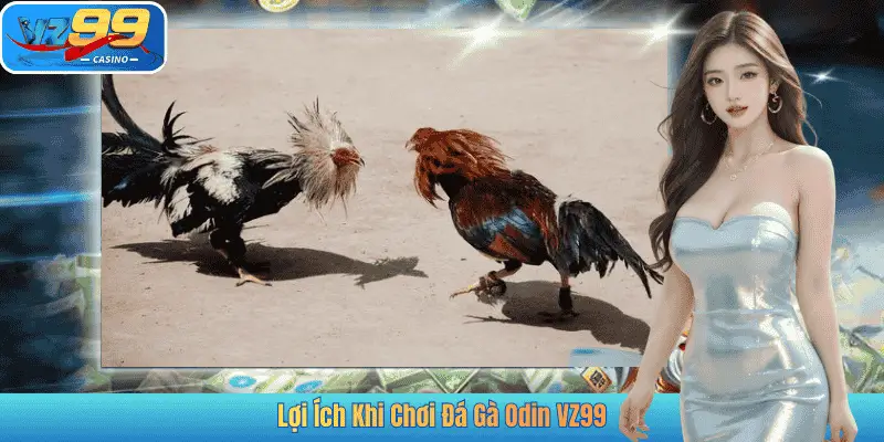Lợi Ích Khi Chơi Đá Gà Odin VZ99